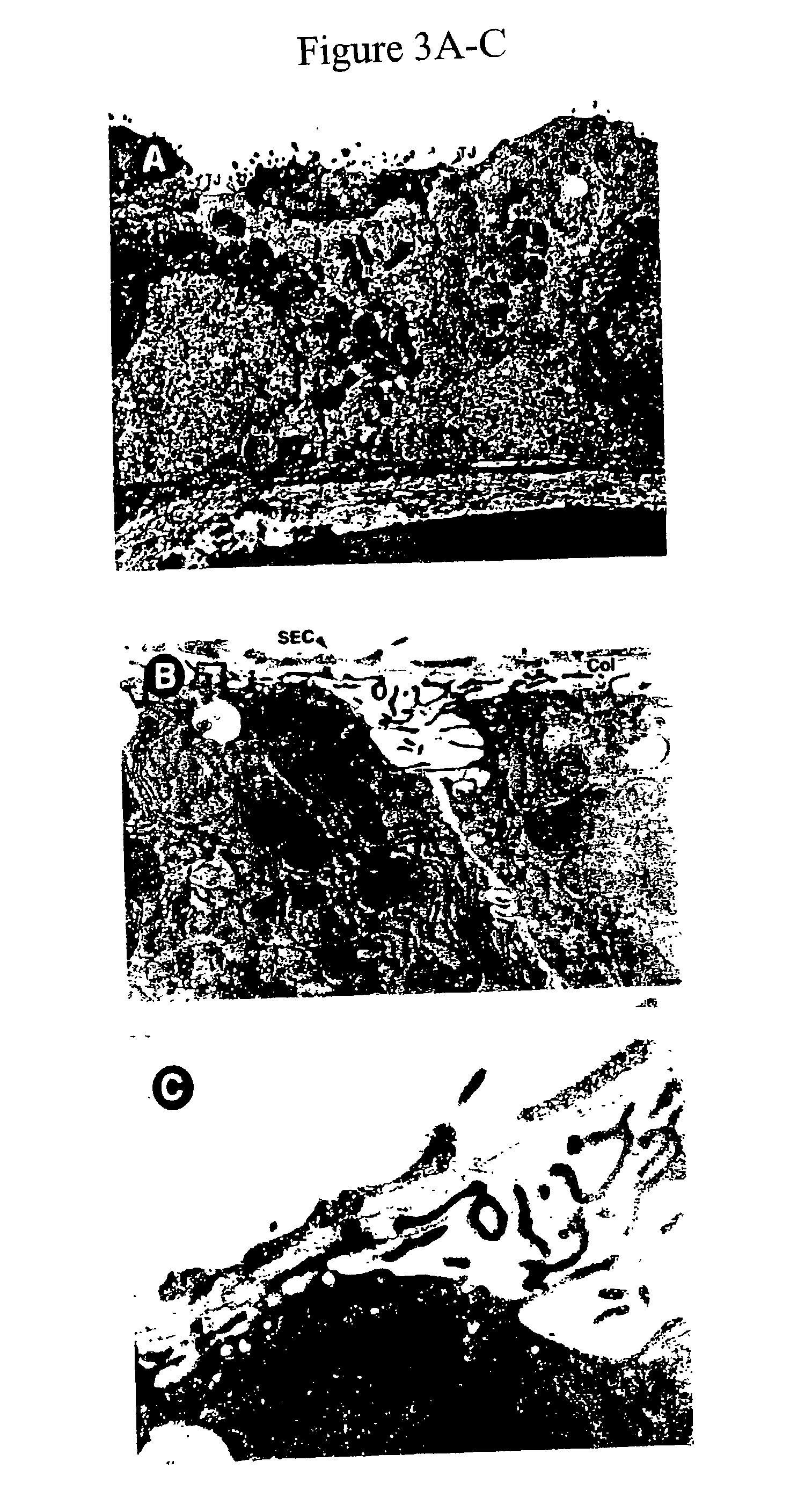 Novel long-term three-dimensional tissue culture system