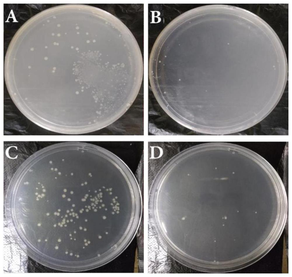 A high-efficiency antibacterial and antivirus copper-based filter screen with hierarchical structure and its preparation method