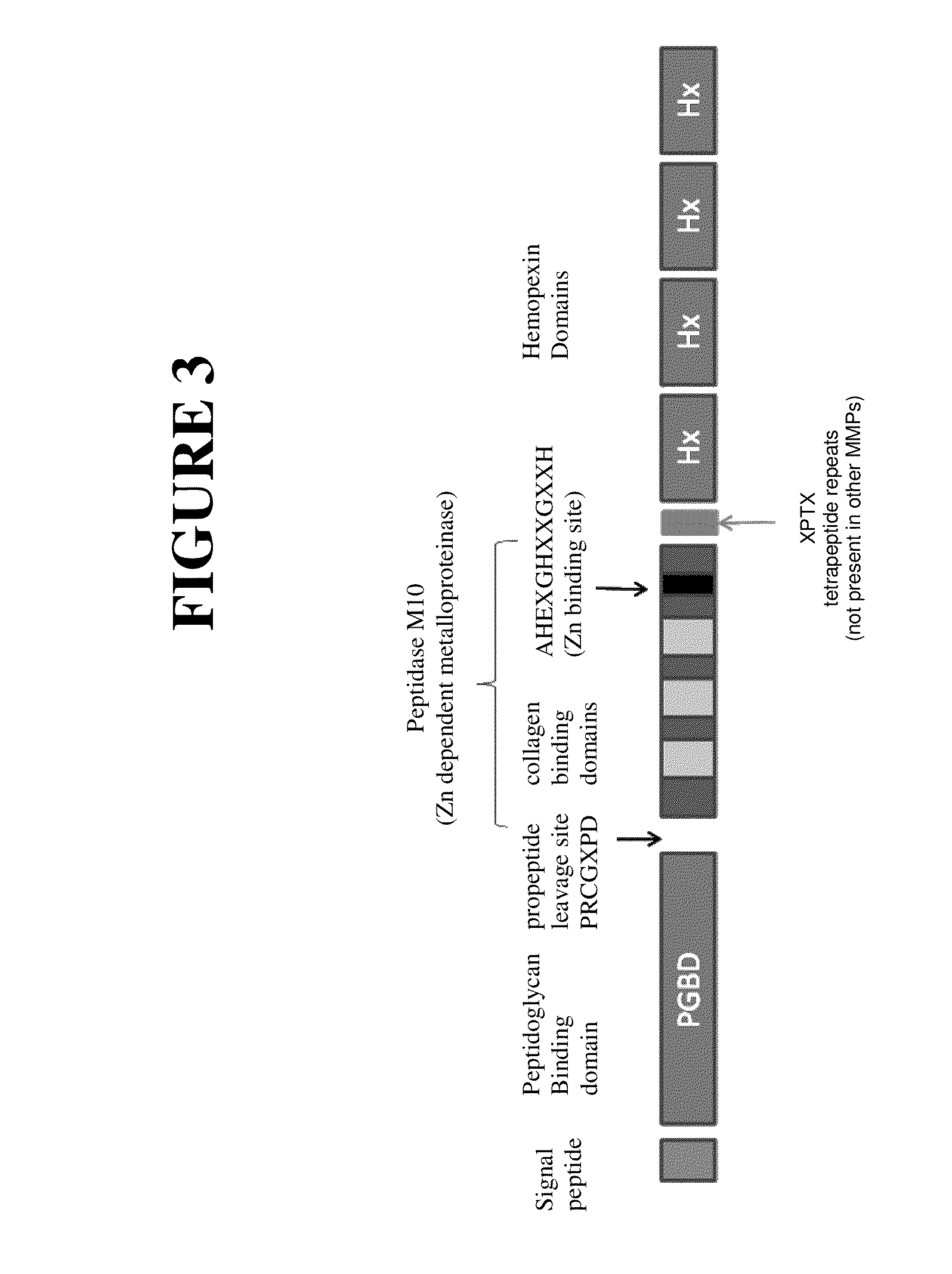 Antibodies to matrix metalloproteinase 9