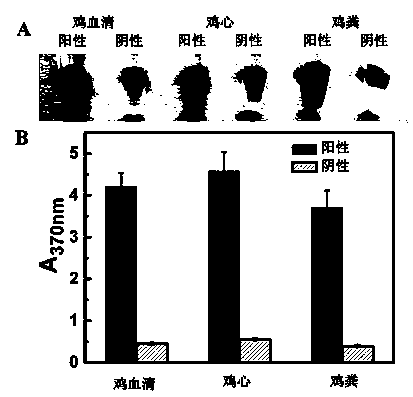 Detection kit for visibly detecting virus and virus detection method