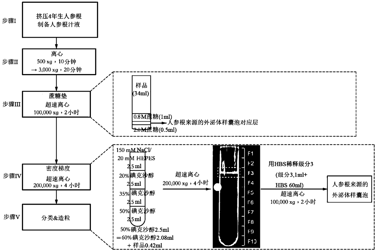 Anti-aging composition containing ginseng-derived exosome-like vesicles as active ingredient