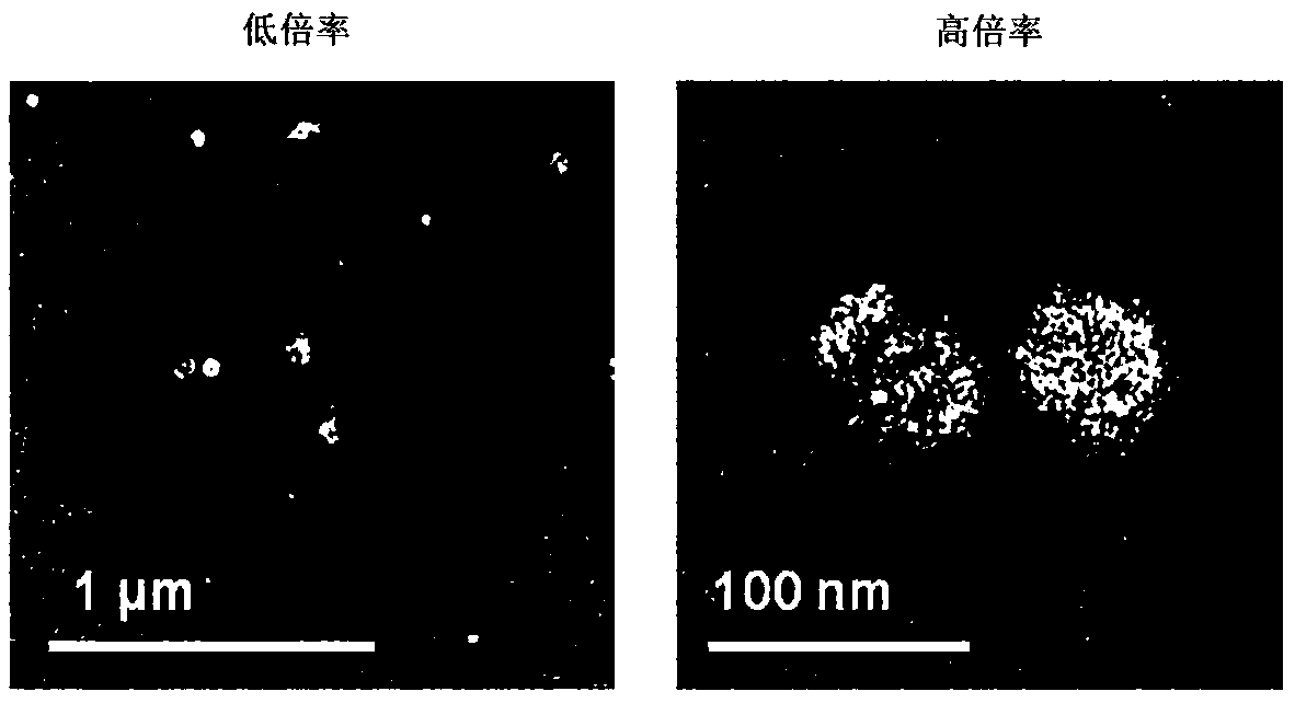 Anti-aging composition containing ginseng-derived exosome-like vesicles as active ingredient