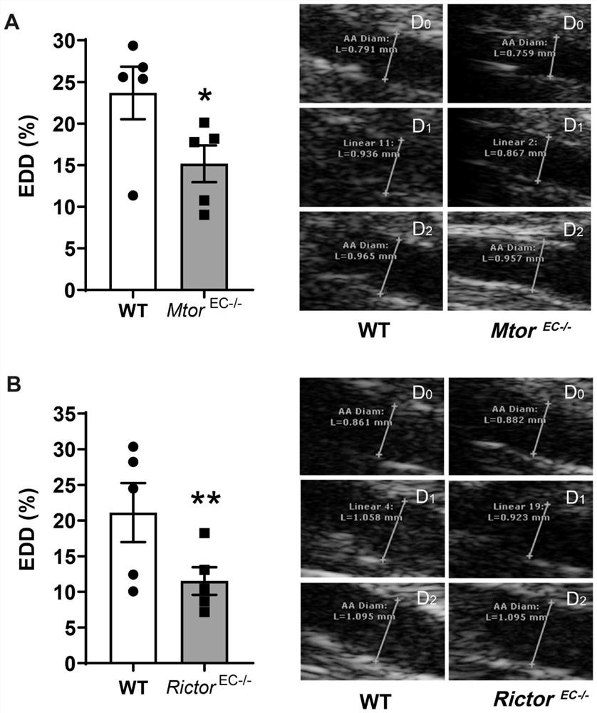 Application of NADPH oxidase 2 as therapeutic target in preparation of medicine for treating vascular dysfunction