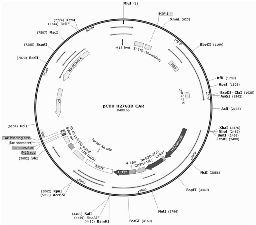 Double-target chimeric antigen receptor targeting CLL1 and NKG2D ligands and application thereof