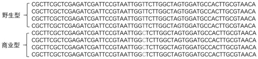 A differential gene between commercial Bumblebee and wild Bumblebee and its molecular markers and applications