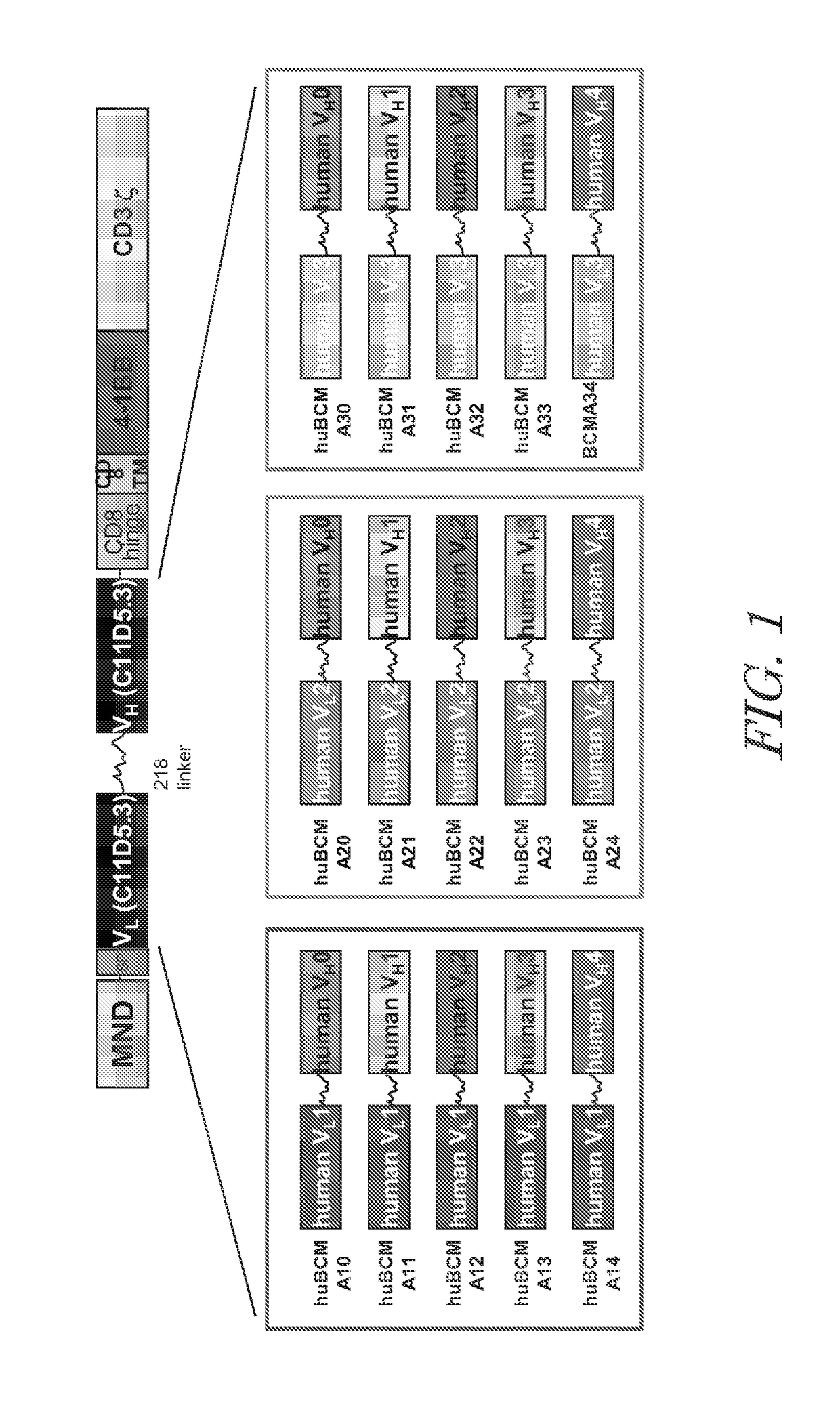 Bcma chimeric antigen receptors