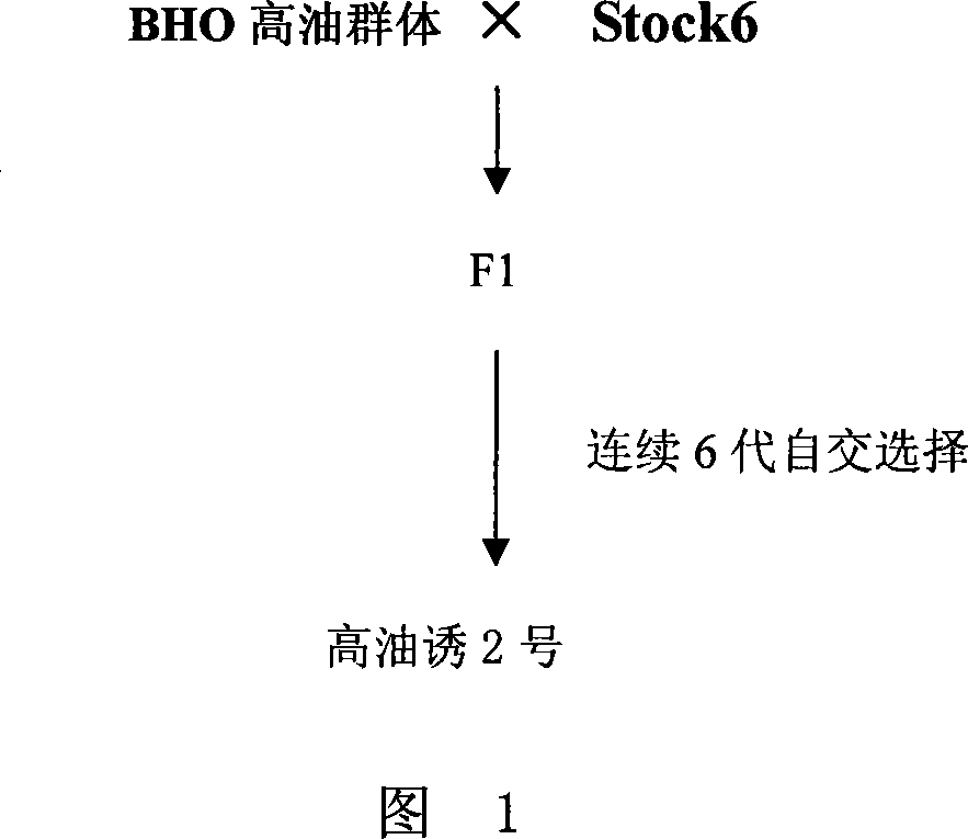 Method for inducing corn haploid and multi-embryo using high oil type inducing series