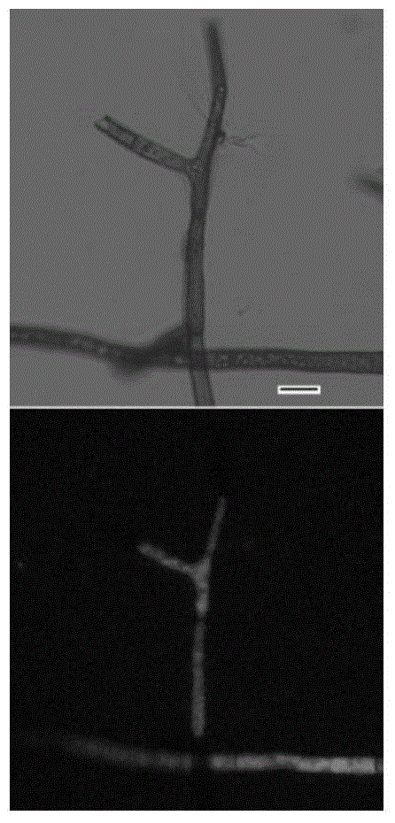 Agrobacterium tumefaciens mediated gene transformation method of botryosphaeria dothidea