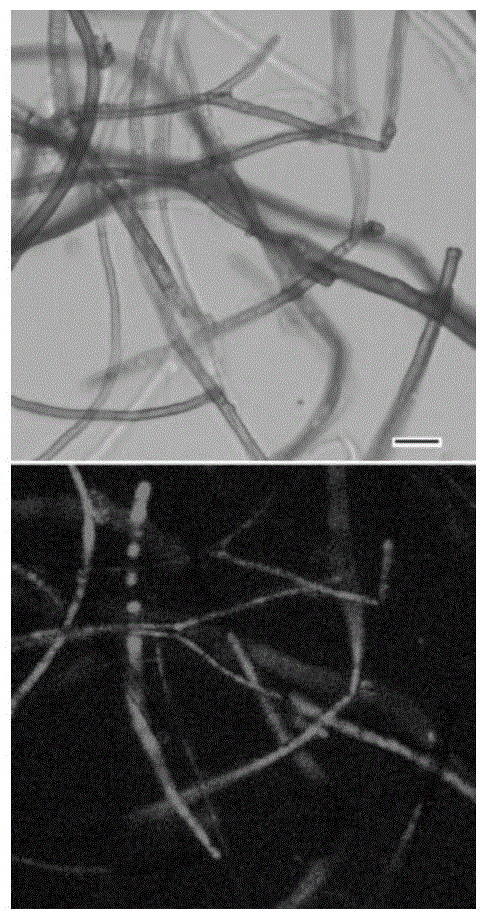 Agrobacterium tumefaciens mediated gene transformation method of botryosphaeria dothidea