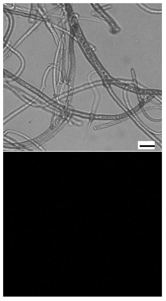 Agrobacterium tumefaciens mediated gene transformation method of botryosphaeria dothidea