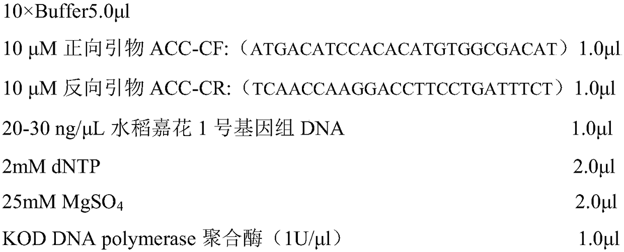 Herbicide-resistant ACCase mutant gene and protein and application thereof