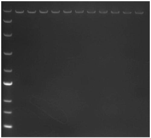 Herbicide-resistant ACCase mutant gene and protein and application thereof