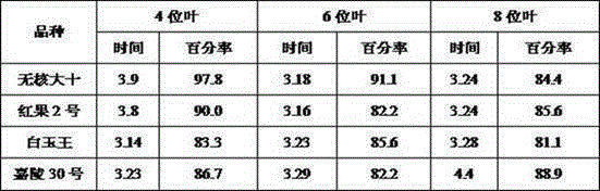 Method for utilizing numbers of mulberry opening leaves for preventing and treating mulberry fruit popcorn disease