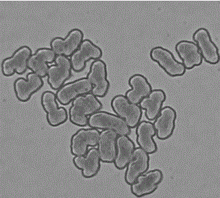 Luminous high-strength low-elongation viscose and production method thereof