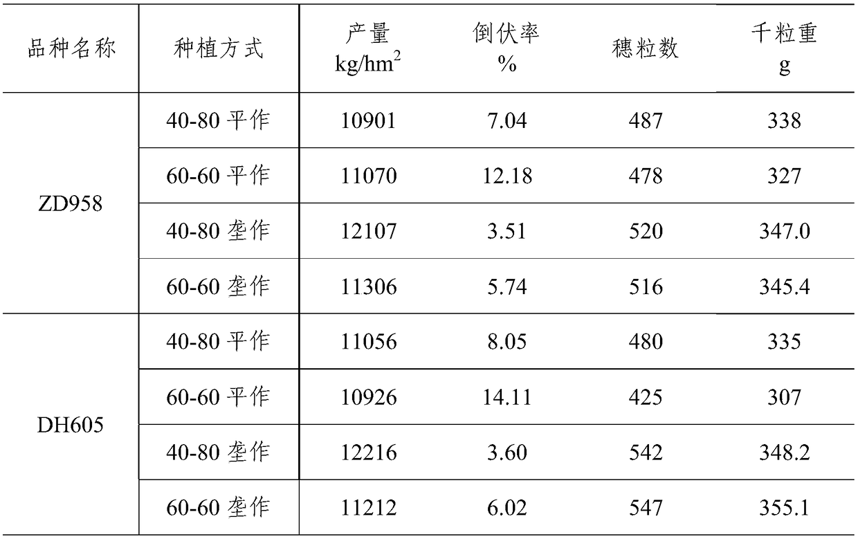 Corn planting method to prevent and control typhoon stress