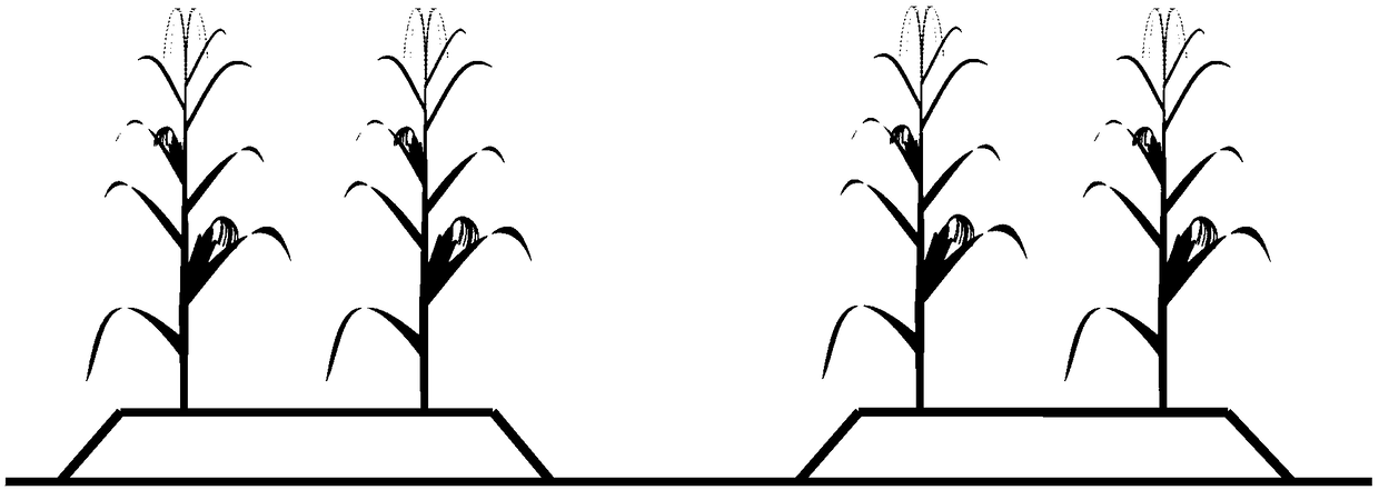 Corn planting method to prevent and control typhoon stress