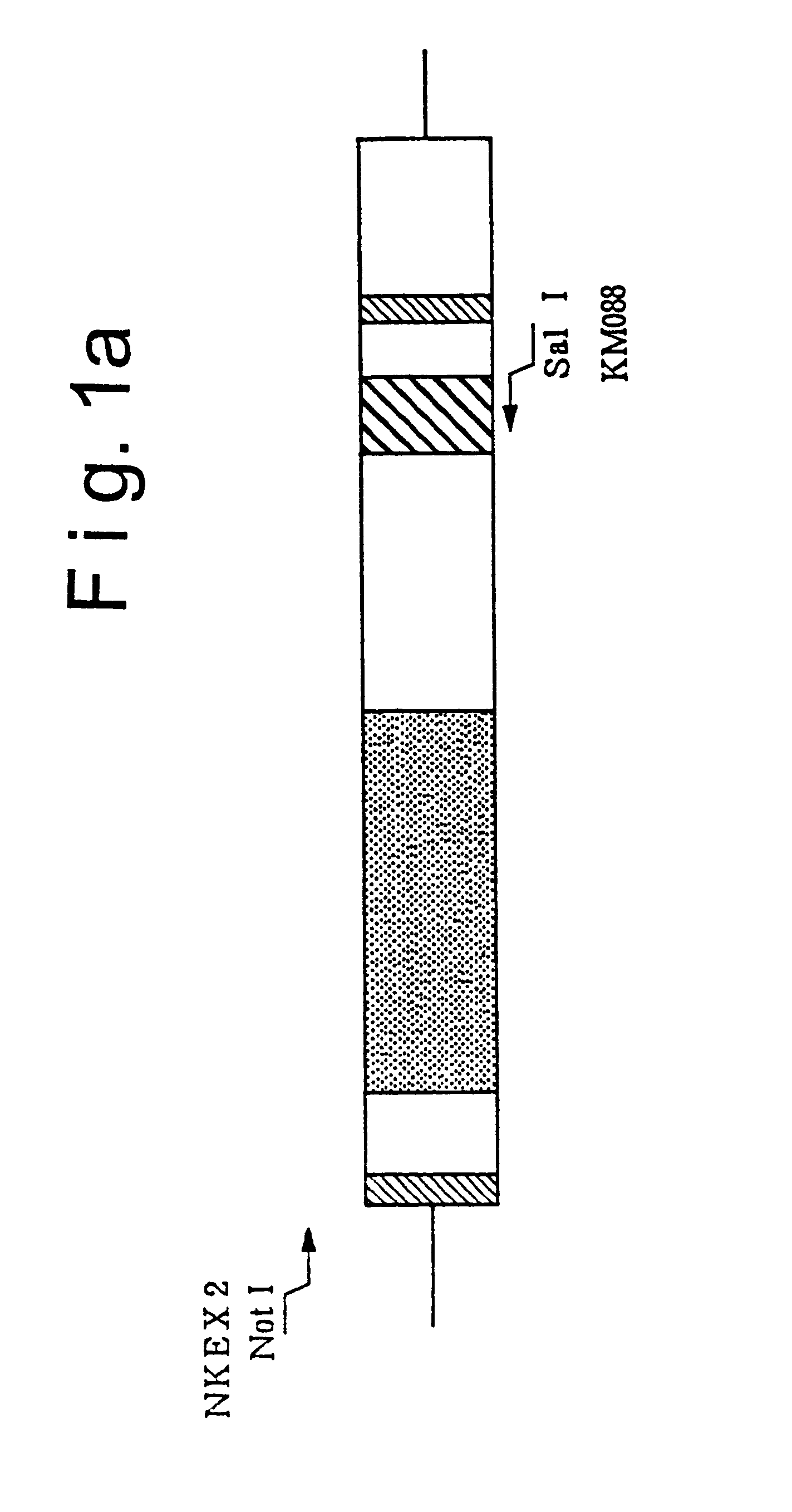 Method for culturing microorganisms having a methanol metabolic pathway