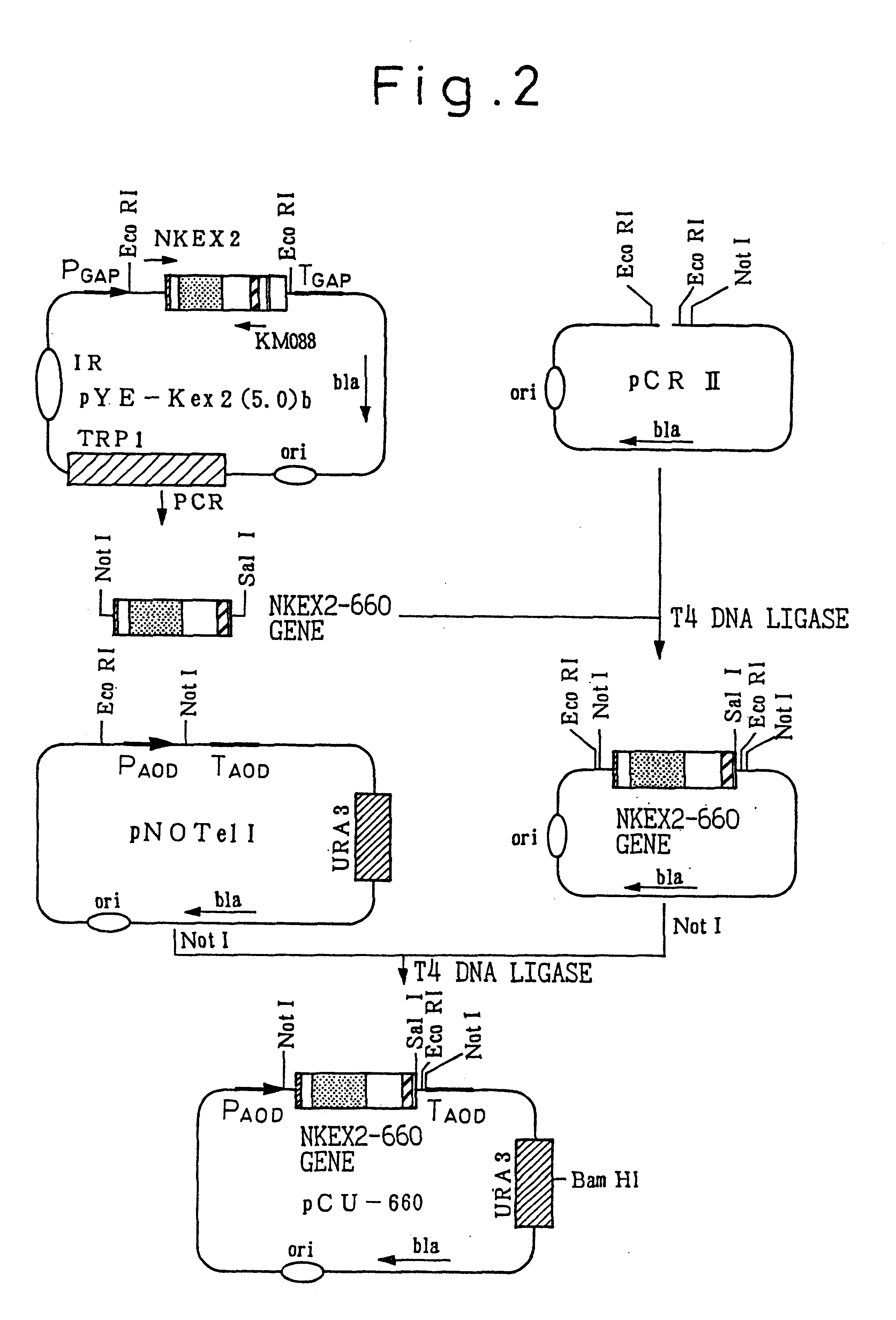 Method for culturing microorganisms having a methanol metabolic pathway