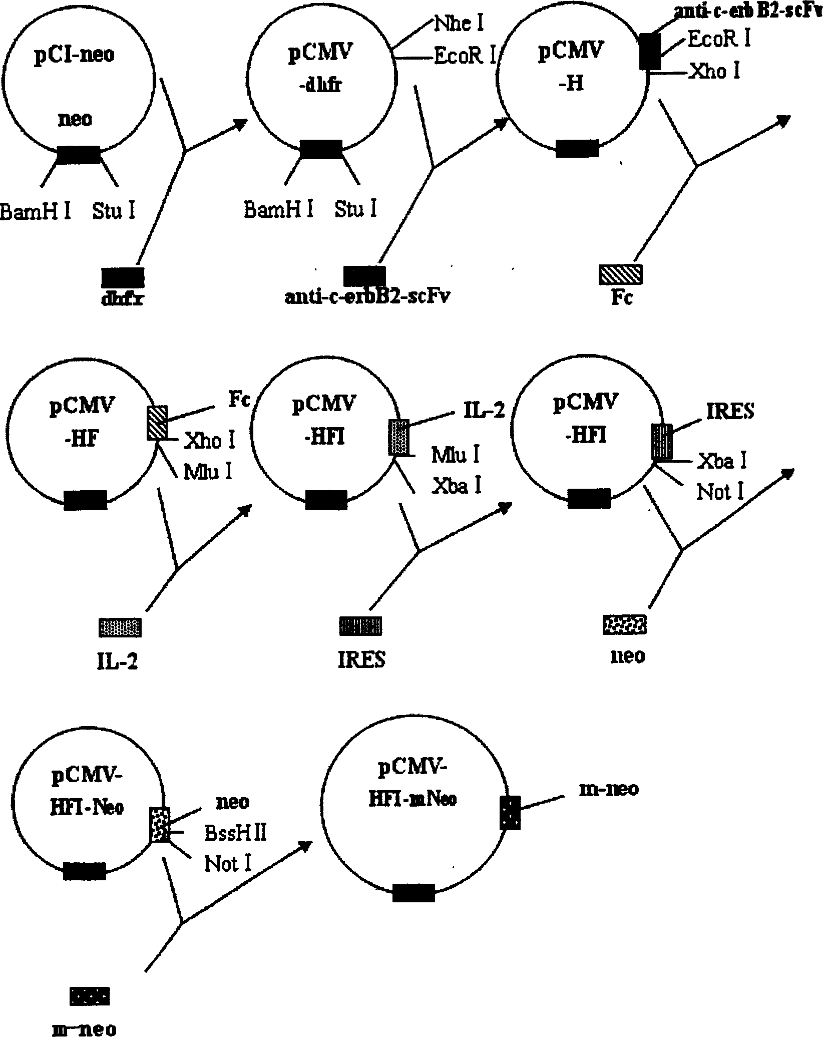 Expression carrier for high-efficient screening target protein, its preparation method and use