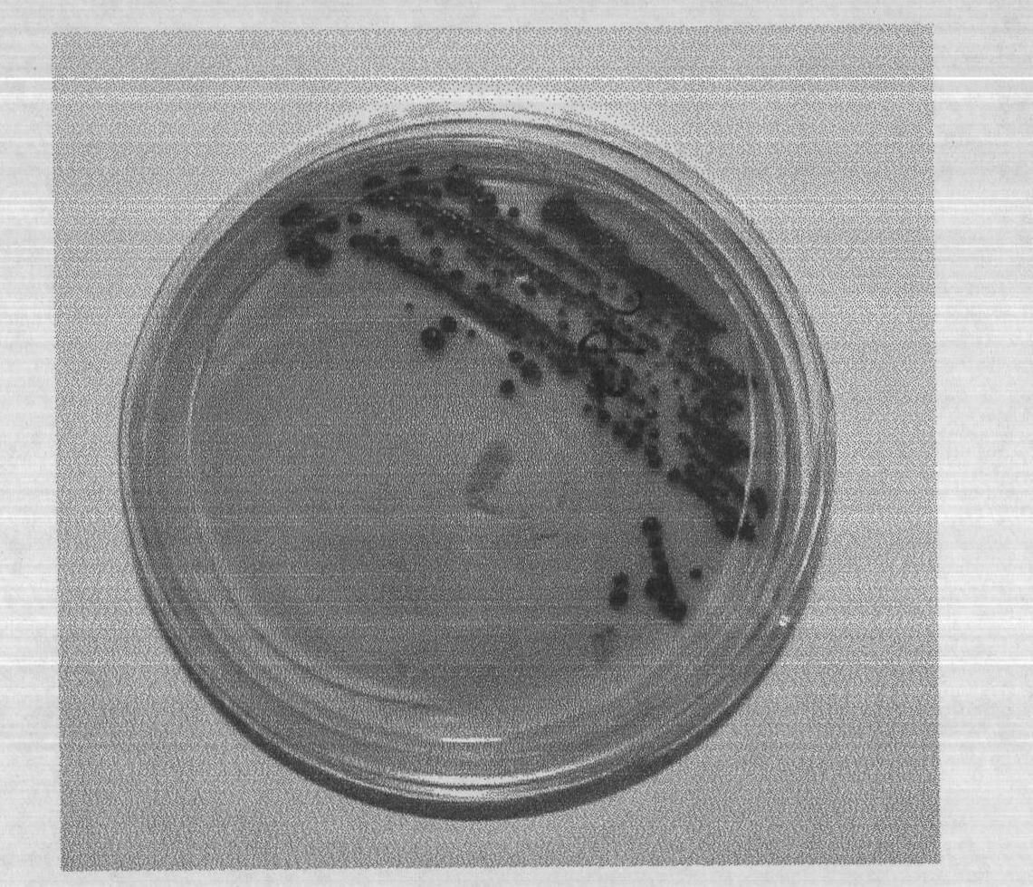 Biological control serratia marcescens strain for general tobacco mosaic virus