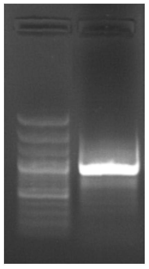 Chinese cabbage pistil development related gene brcrf11a and its application