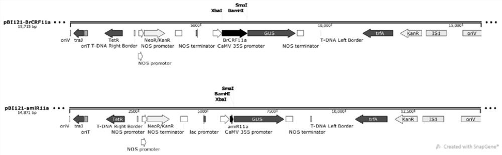 Chinese cabbage pistil development related gene brcrf11a and its application