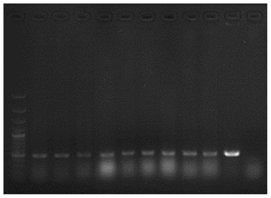 Chinese cabbage pistil development related gene brcrf11a and its application