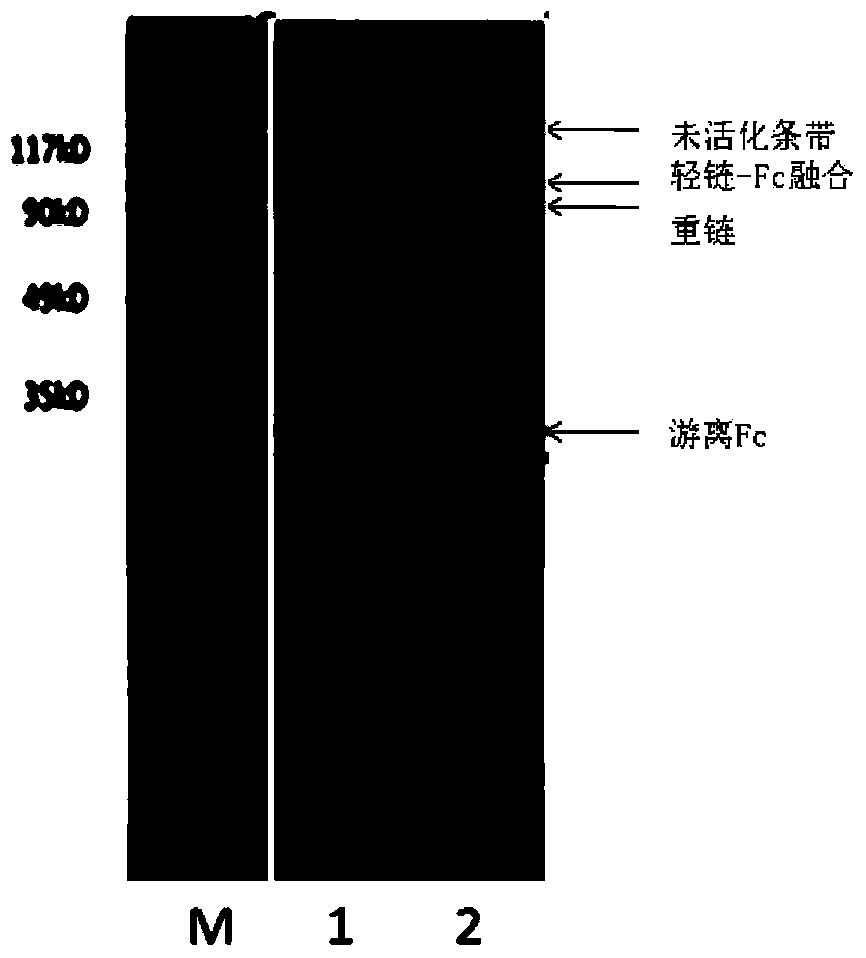 Blood coagulation factor VIII fusion protein as well as preparation method and use thereof