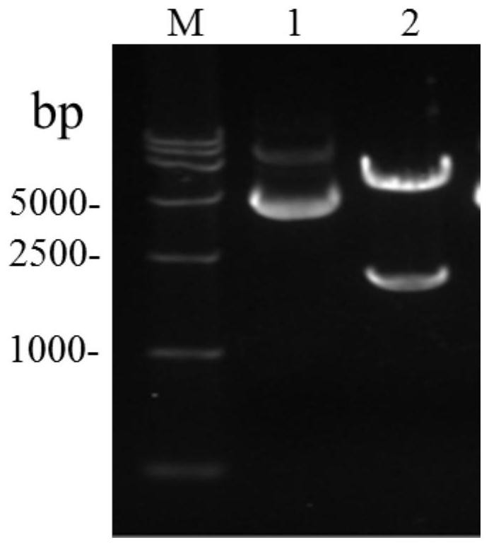 Restricted Replication West Nile Virus System Expressing Green Fluorescent Protein and Its Application