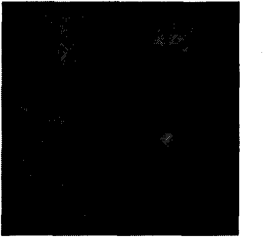 Method for preparing lactobacillus microcapsules