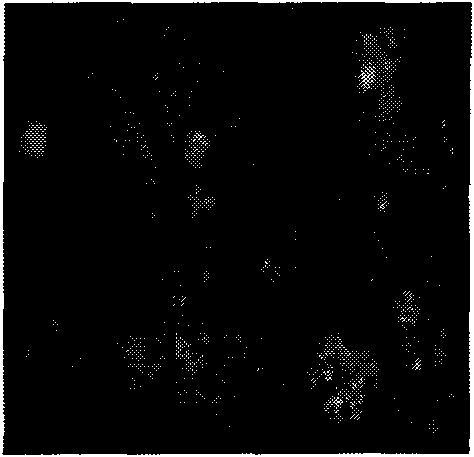 Method for preparing lactobacillus microcapsules