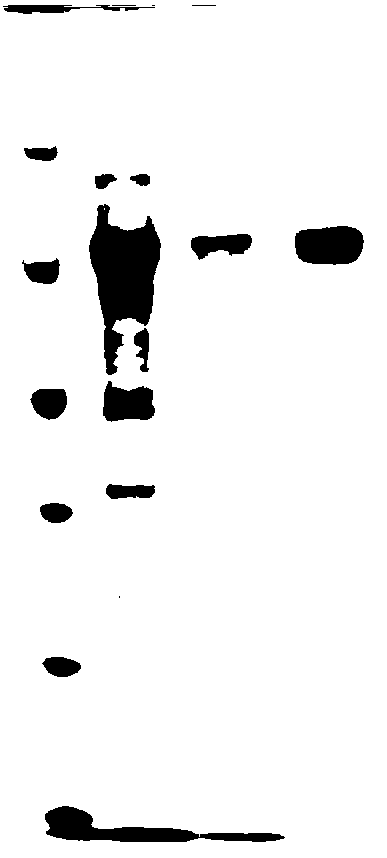 HCV (hepatitis c virus) recombinant fusion antigen, and expressed gene and preparation method thereof