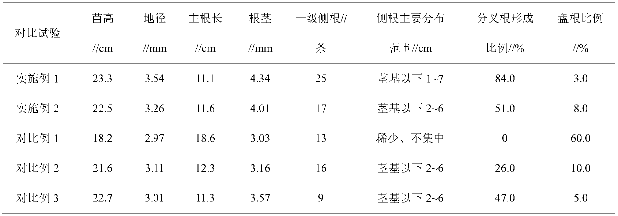 A Cultivation Method for Improving the Root System Architecture of Jiangnan Chinese Fir Container Seedlings