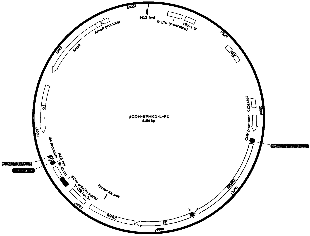 Sphingosine kinase 1 and its fusion protein and application