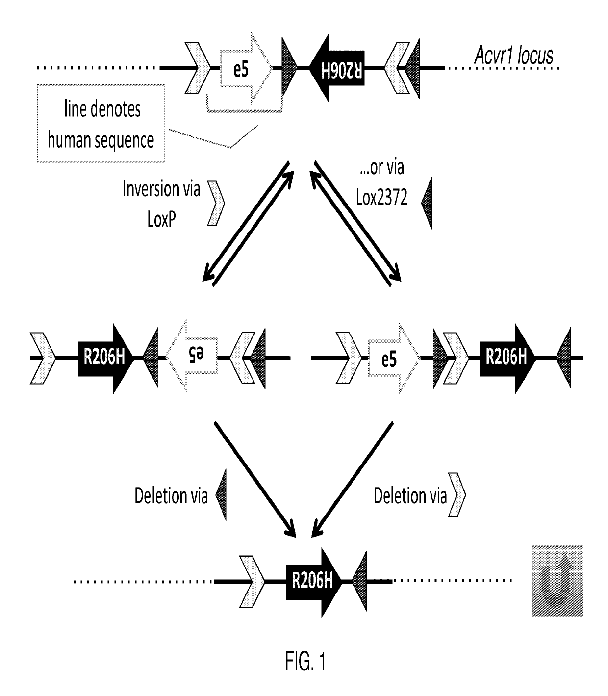 Method for making a genetically modified mouse with an inducible ACVR1 mutation that causes ectopic bone formation