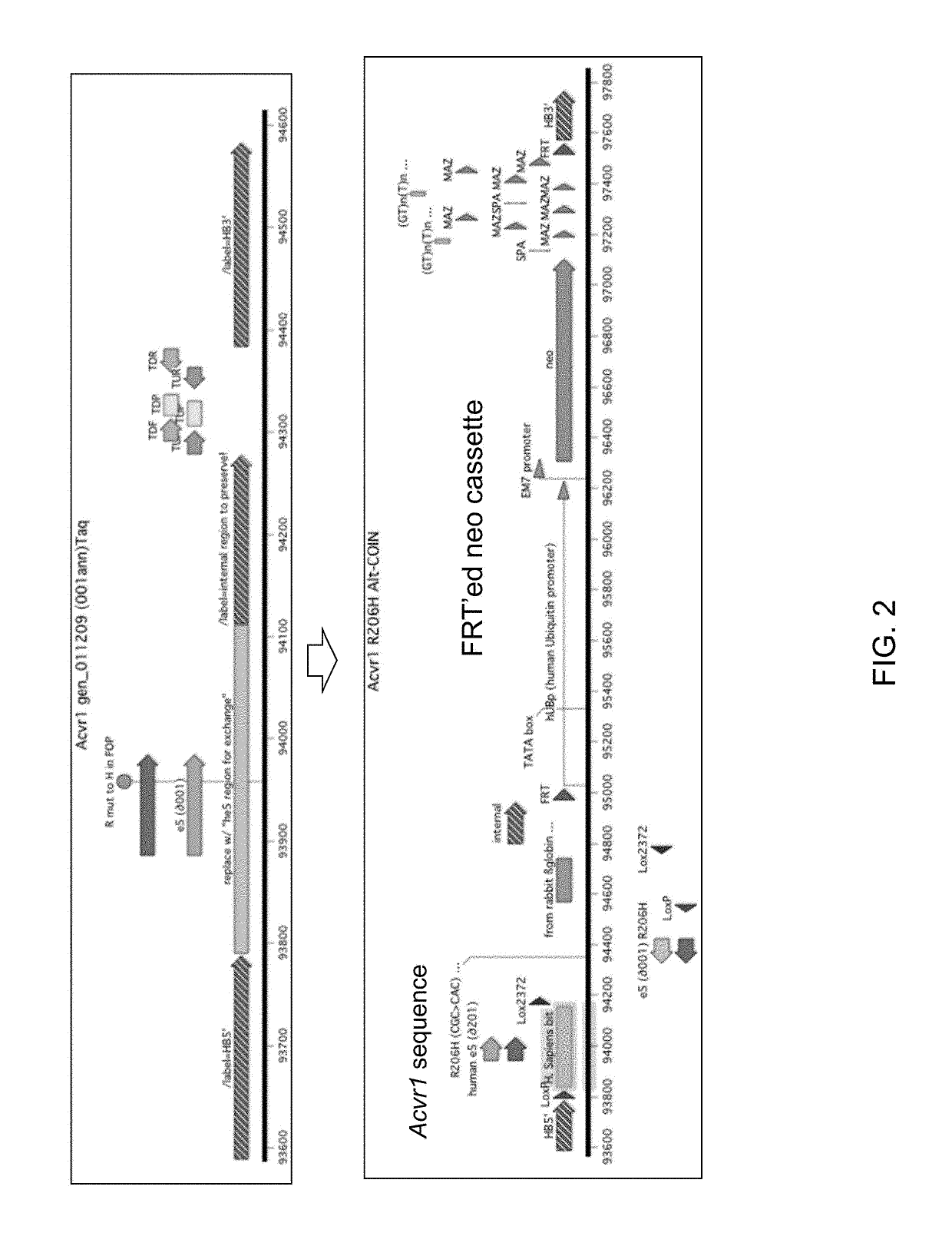 Method for making a genetically modified mouse with an inducible ACVR1 mutation that causes ectopic bone formation