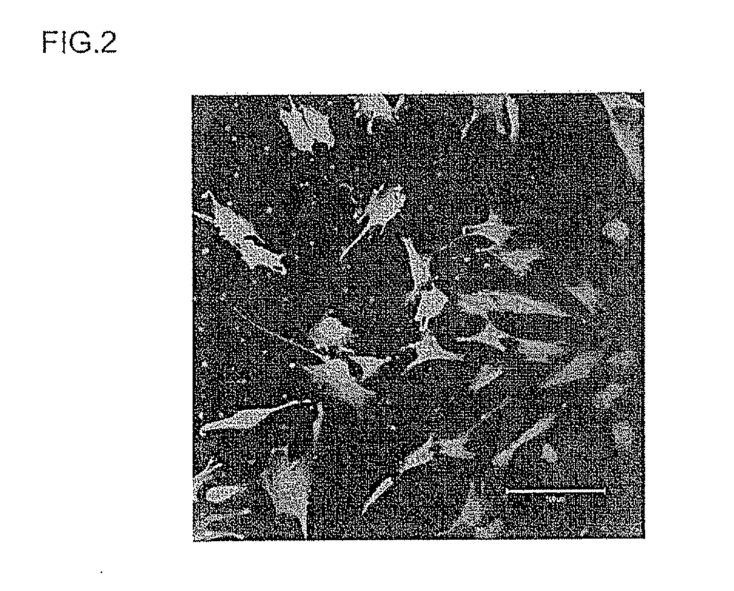 Carrier peptide fragment and use thereof