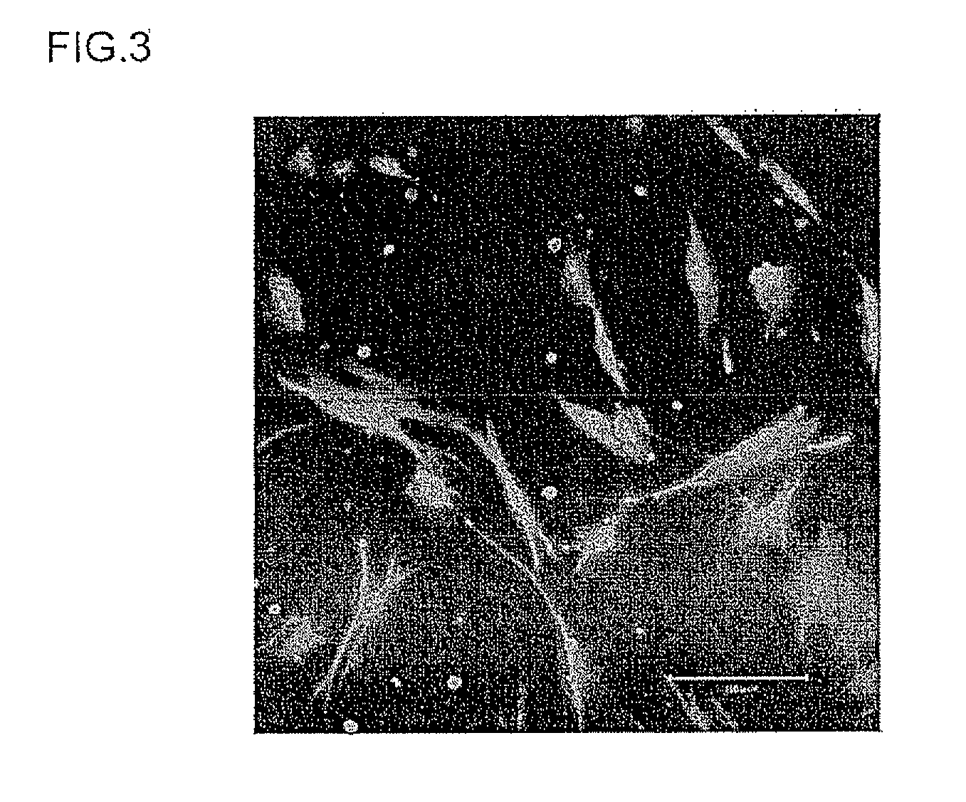 Carrier peptide fragment and use thereof