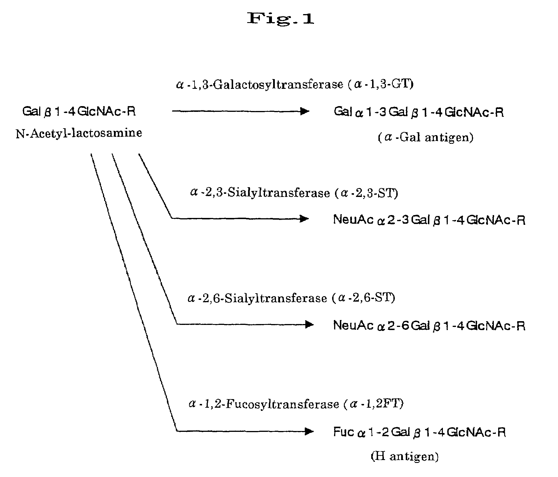 Transgenic mammals