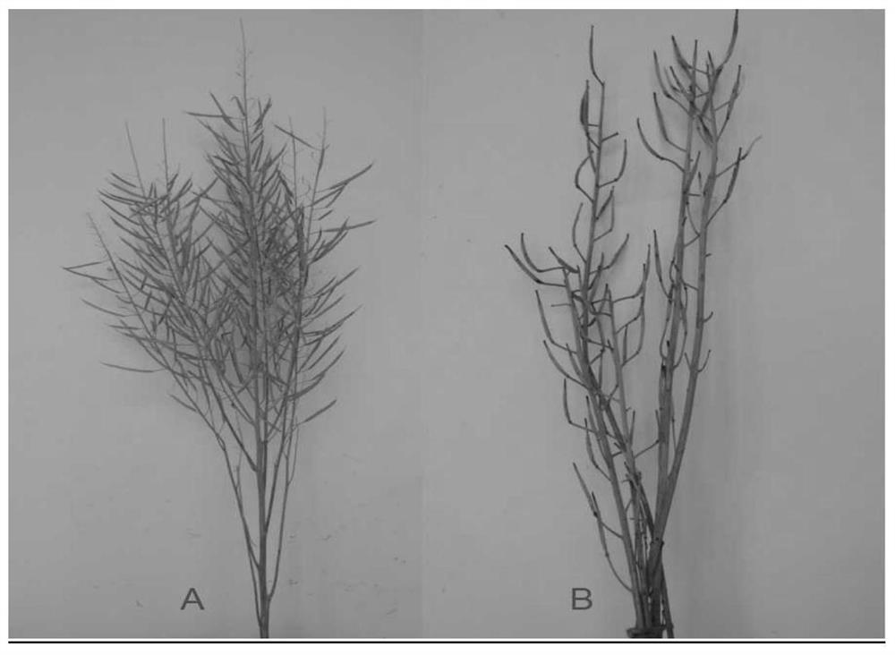 Cabbage type rape male sterility gene, protein, vector, engineering bacterium and application of cabbage type rape male sterility gene