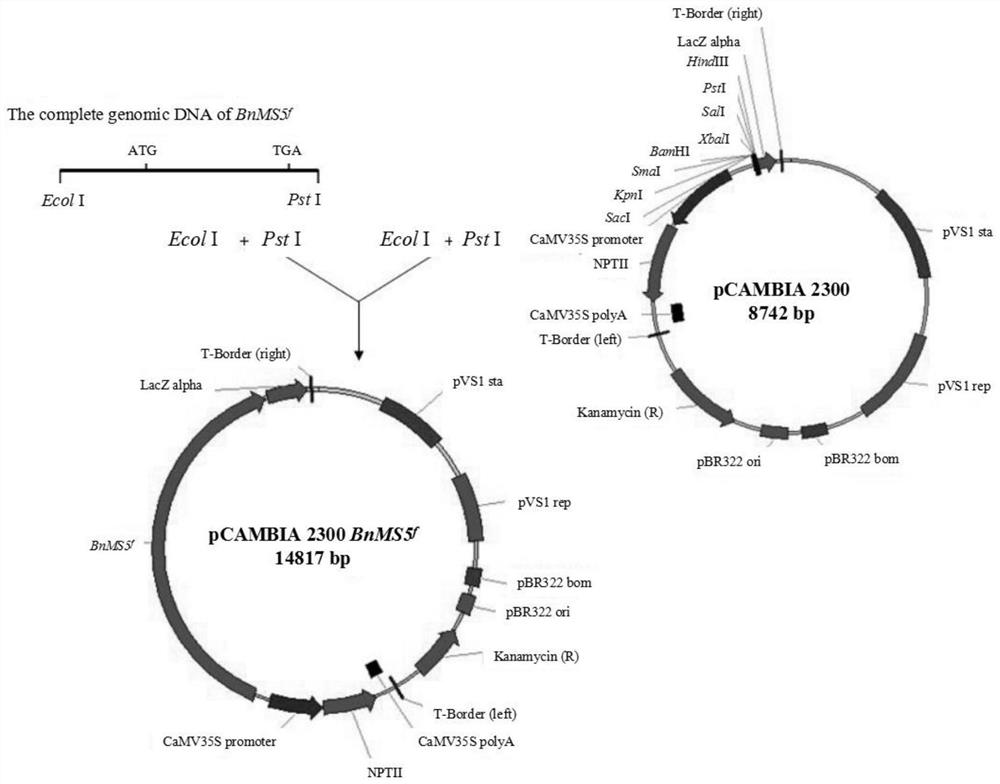 Cabbage type rape male sterility gene, protein, vector, engineering bacterium and application of cabbage type rape male sterility gene