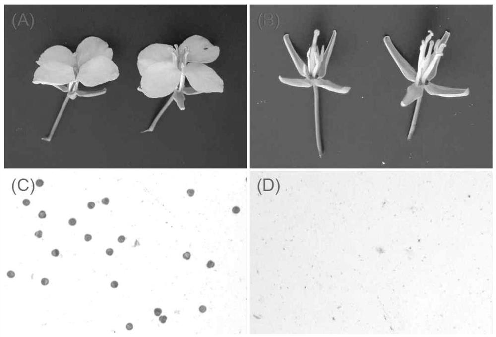 Cabbage type rape male sterility gene, protein, vector, engineering bacterium and application of cabbage type rape male sterility gene