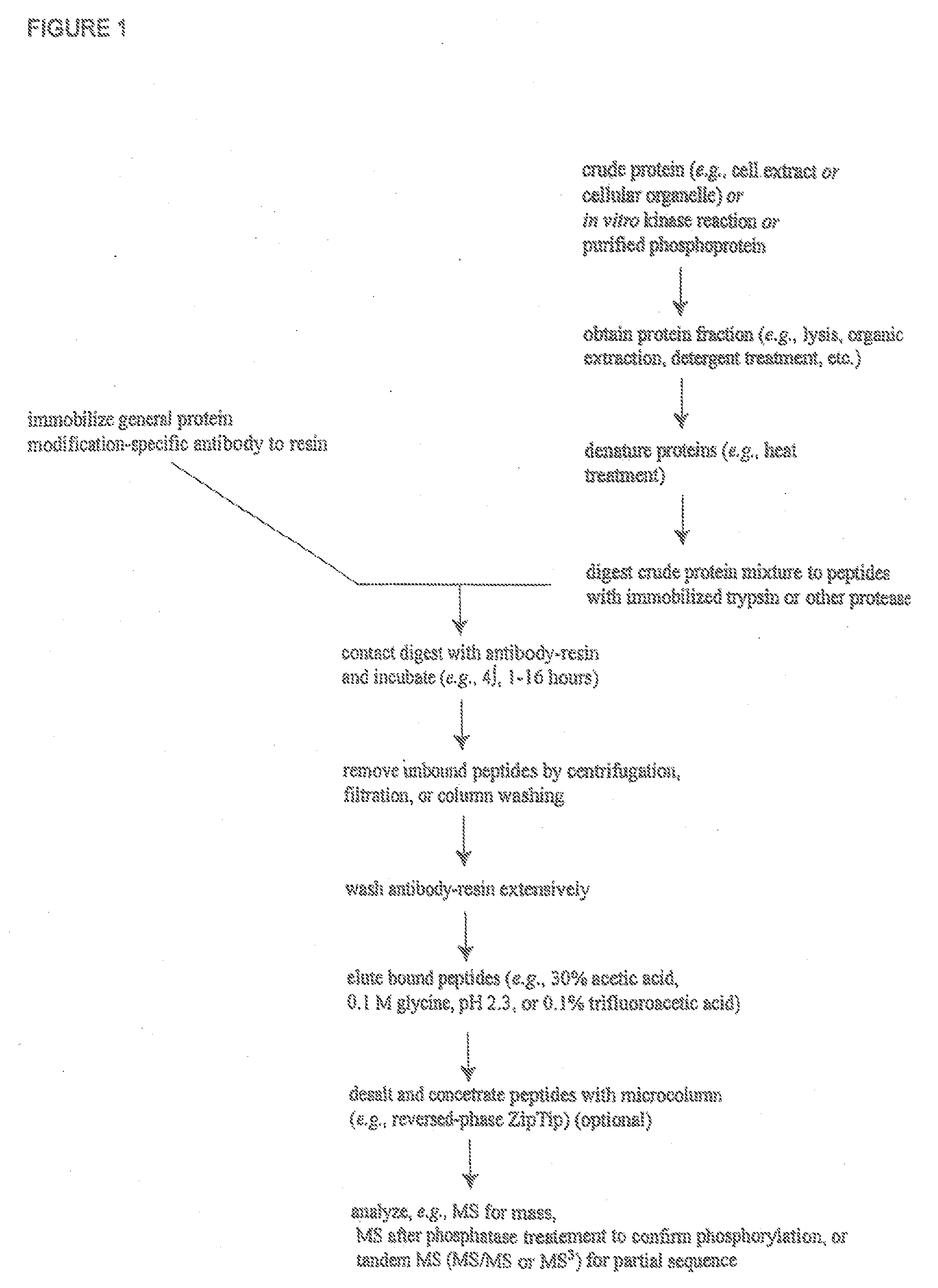 Serine and Threonine Phosphorylation Sites