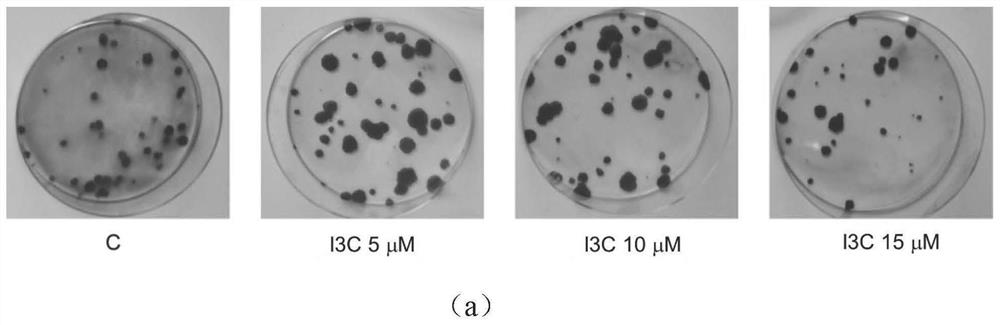 A drug and animal model for the intervention of skin photoaging caused by UVA