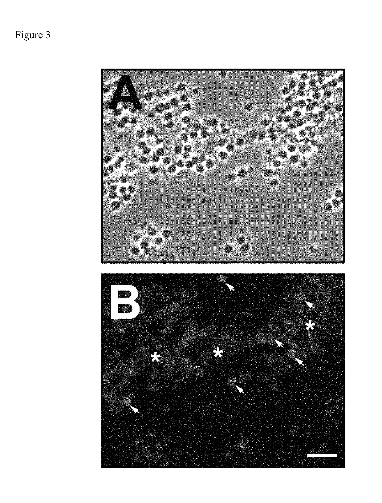 Method for the rapid and convenient detection and enumeration of neutrophils in biological samples
