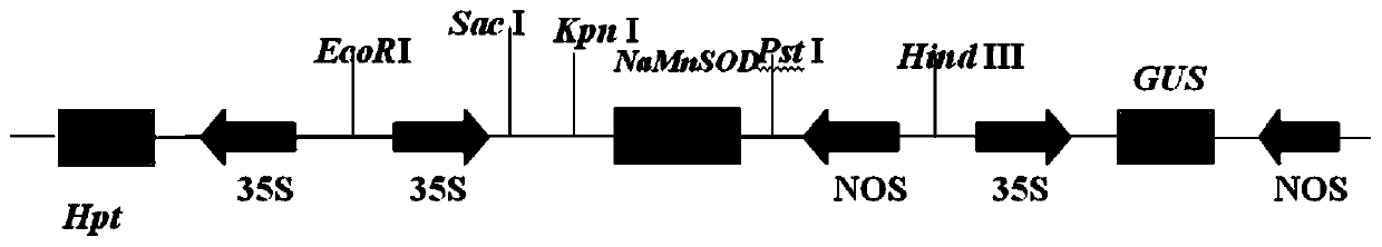 A Transgenic Hyperhalophilic Archaea nasod Gene Tobacco