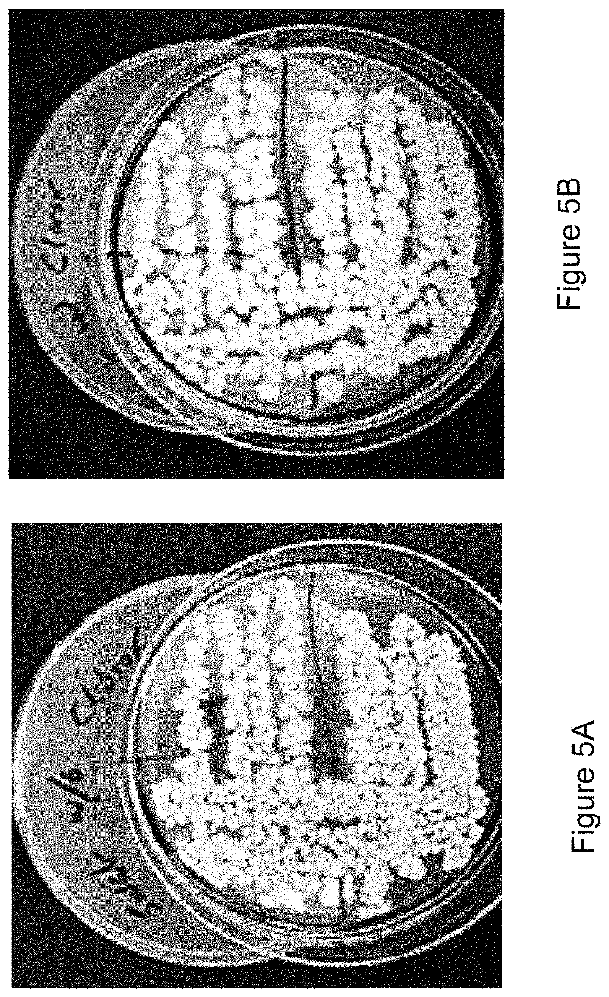 Apparatus and methods for pre-treating swabs prior to collection of specimens to reduce false positive detections