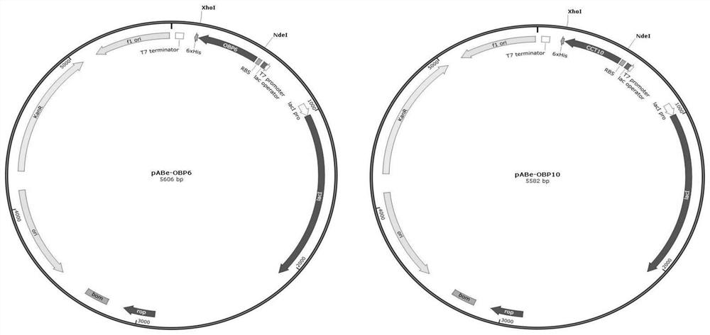 Tibetan anagrus cantoniensis odorant binding protein gene sequence and application thereof