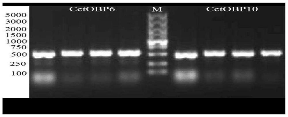 Tibetan anagrus cantoniensis odorant binding protein gene sequence and application thereof