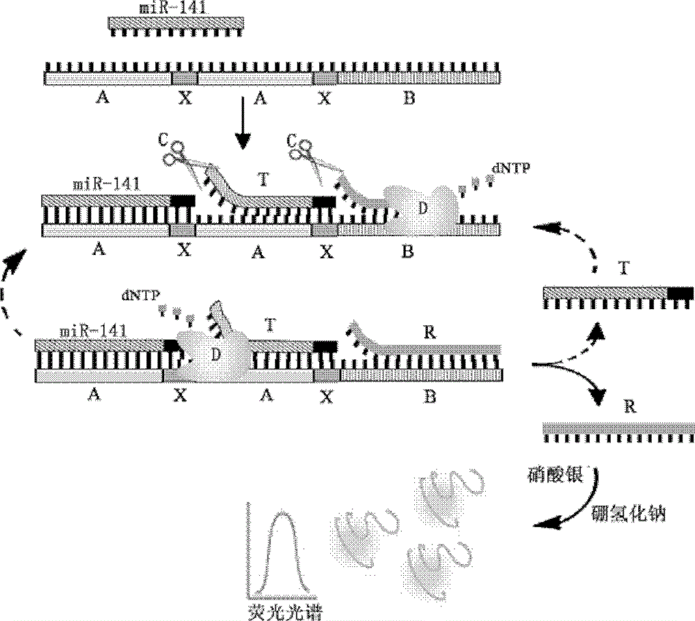 MicroRNA quantitative detection analytic method by utilizing isothermal amplification to synthesize fluorescent nano silver cluster probe